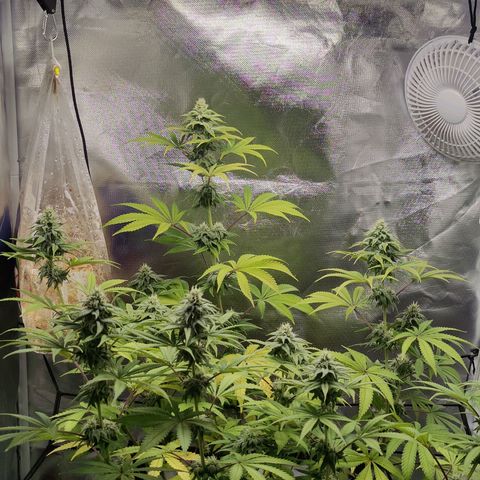 Donny Burger  growlog timeline photo