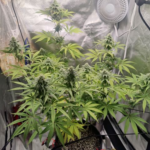 Donny Burger  growlog timeline photo