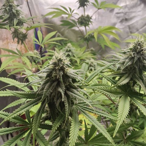Donny Burger  growlog timeline photo
