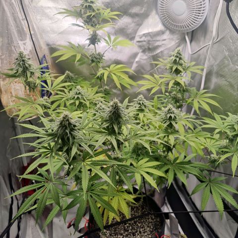 Donny Burger  growlog timeline photo
