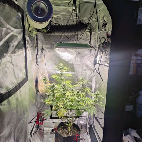 Donny Burger  growlog timeline photo