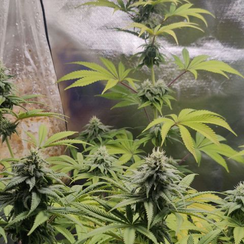 Donny Burger  growlog timeline photo