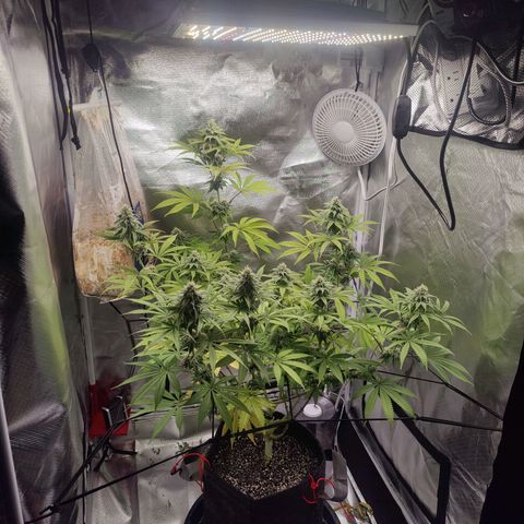 Donny Burger  growlog timeline photo