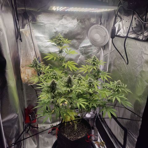 Donny Burger  growlog timeline photo