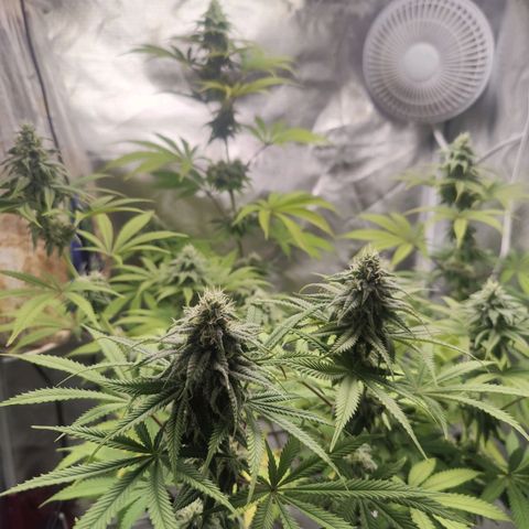 Donny Burger  growlog timeline photo