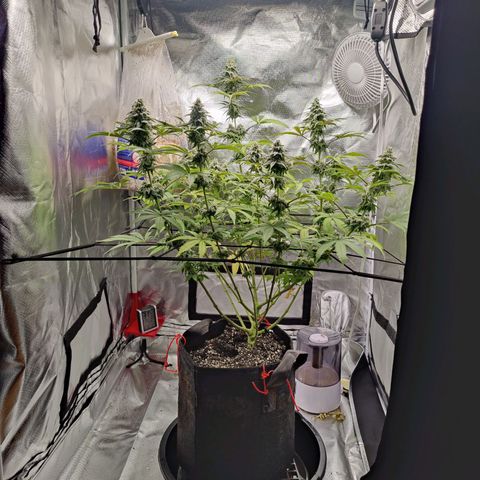 Donny Burger  growlog timeline photo