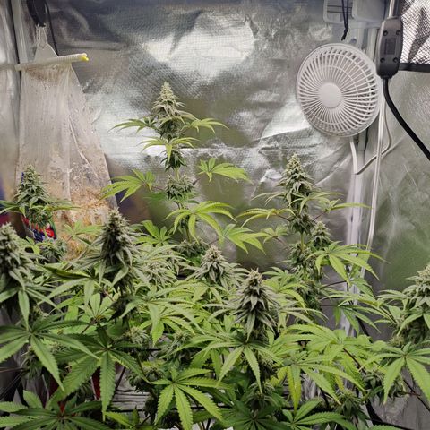 Donny Burger  growlog timeline photo