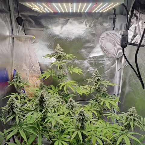 Donny Burger  growlog timeline photo