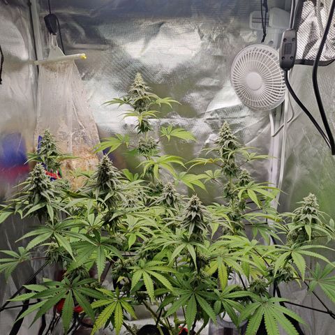 Donny Burger  growlog timeline photo
