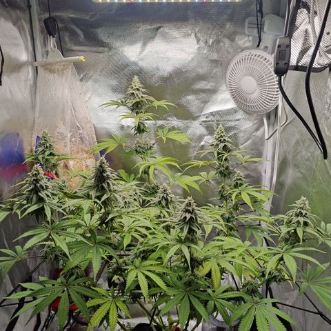 Donny Burger  growlog timeline photo