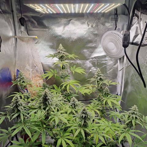 Donny Burger  growlog timeline photo
