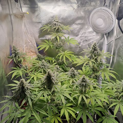Donny Burger  growlog timeline photo