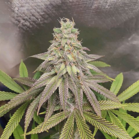 Donny Burger  growlog timeline photo