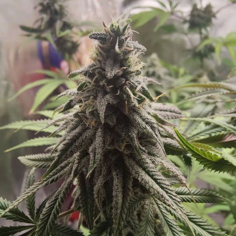 Donny Burger  growlog timeline photo
