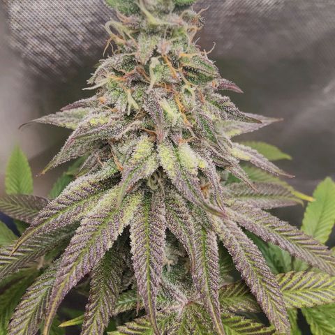 Donny Burger  growlog timeline photo