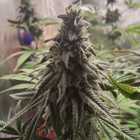 Donny Burger  growlog timeline photo