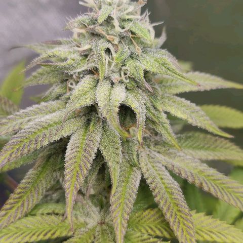 Donny Burger  growlog timeline photo