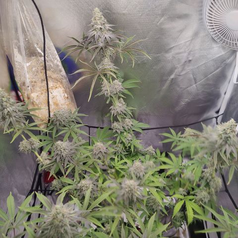 Donny Burger  growlog timeline photo