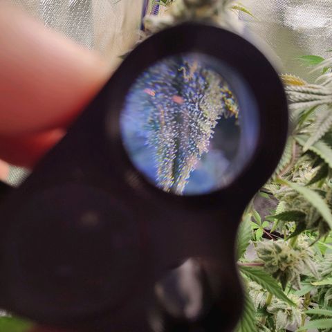 Donny Burger  growlog timeline photo