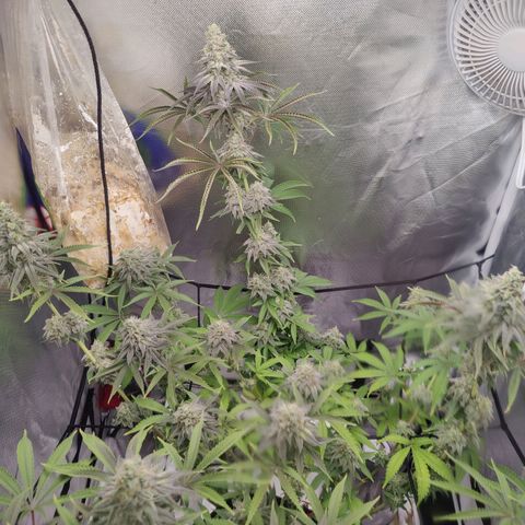 Donny Burger  growlog timeline photo