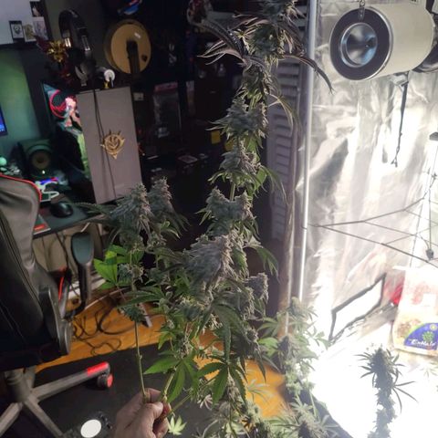 Donny Burger  growlog timeline photo