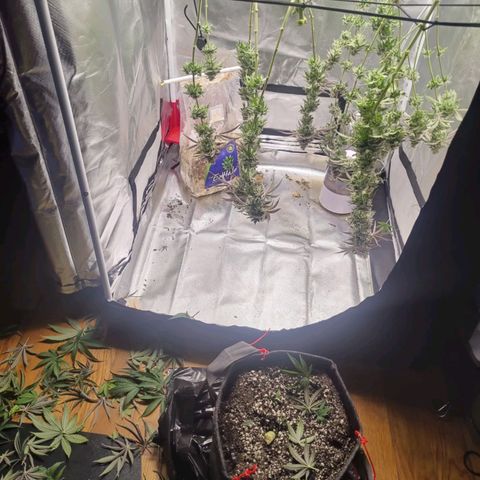 Donny Burger  growlog timeline photo