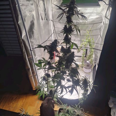 Donny Burger  growlog timeline photo