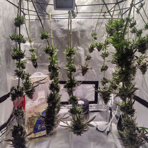 Donny Burger  growlog timeline photo