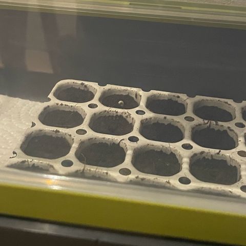 Tinas Pflanze growlog photo: bogen gemacht weil samen hülle nach unten gegangen ist