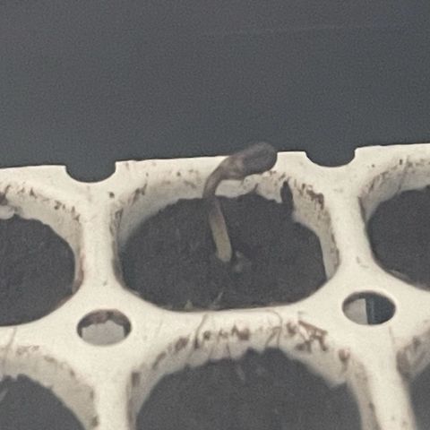 Tinas Pflanze growlog timeline photo