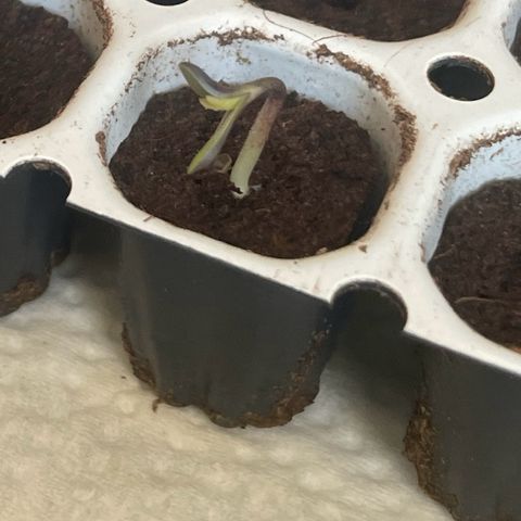 Tinas Pflanze growlog timeline photo