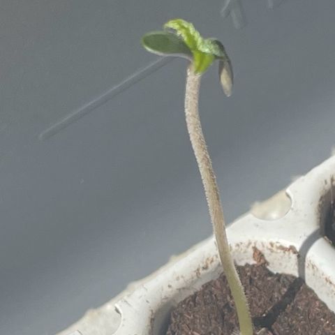 Tinas Pflanze growlog timeline photo