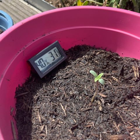 Tinas Pflanze growlog timeline photo