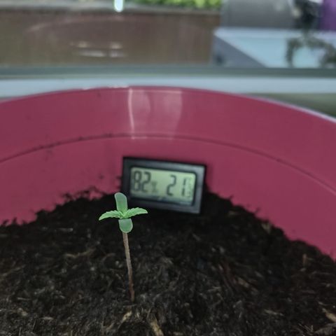 Tinas Pflanze growlog timeline photo
