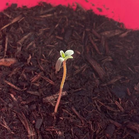 Tinas Pflanze growlog timeline photo