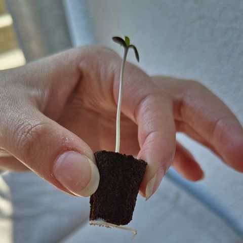 Tinas Pflanze growlog timeline photo
