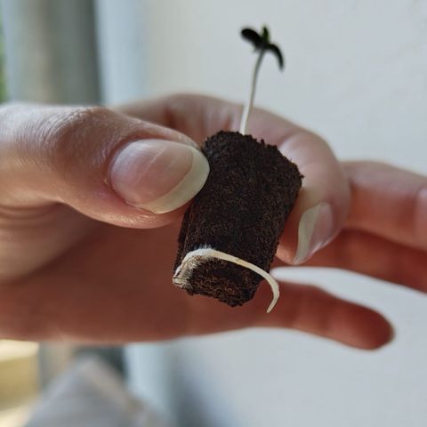 Tinas Pflanze growlog timeline photo