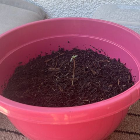 Tinas Pflanze growlog timeline photo