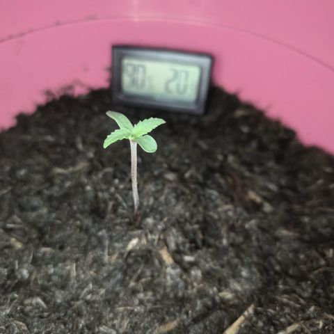 Tinas Pflanze growlog timeline photo