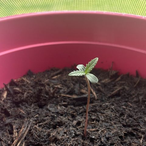 Tinas Pflanze growlog timeline photo