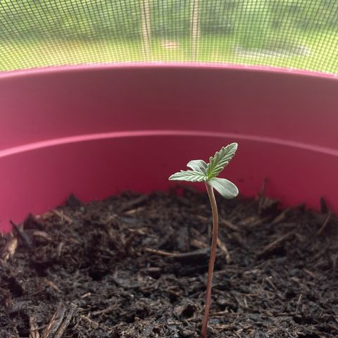 Tinas Pflanze growlog timeline photo