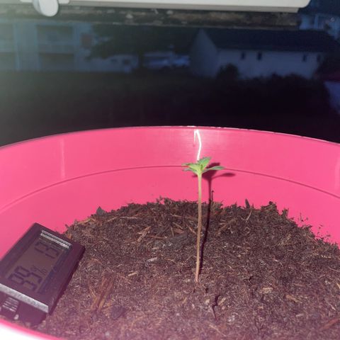 Tinas Pflanze growlog timeline photo