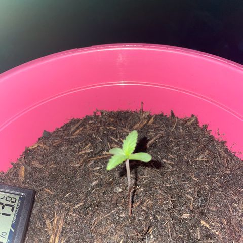 Tinas Pflanze growlog timeline photo