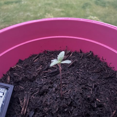 Tinas Pflanze growlog timeline photo