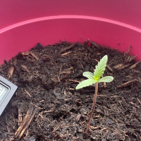 Tinas Pflanze growlog timeline photo
