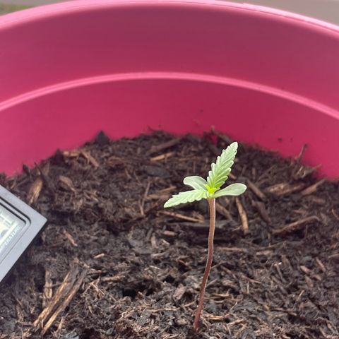 Tinas Pflanze growlog timeline photo