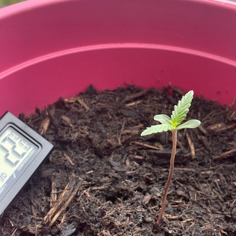 Tinas Pflanze growlog timeline photo