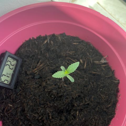 Tinas Pflanze growlog timeline photo