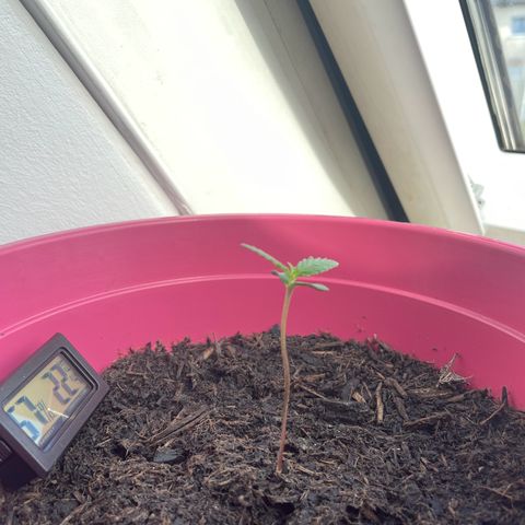Tinas Pflanze growlog timeline photo
