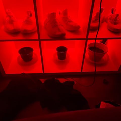 Tinas Pflanze growlog timeline photo
